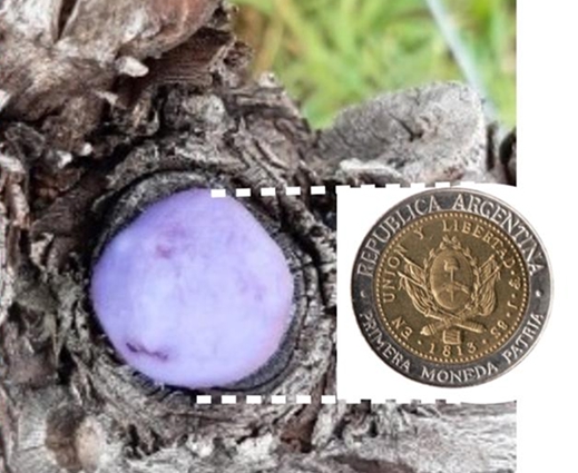 moneda